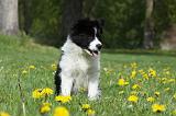 BORDER COLLIE 913